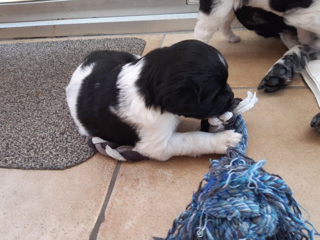 Friese Stabij pups raszuiver, Parvo, 8 tot 15 weken, Meerdere, Meerdere dieren