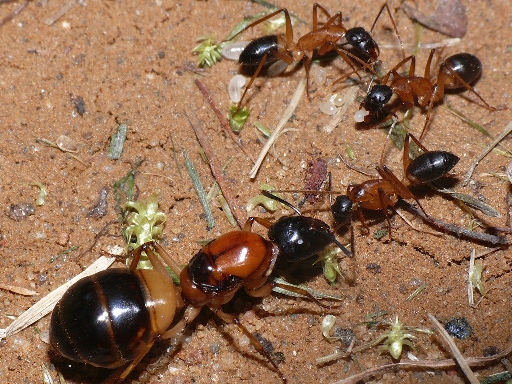 Camponotus consobrinus + 10 werksters, Mieren