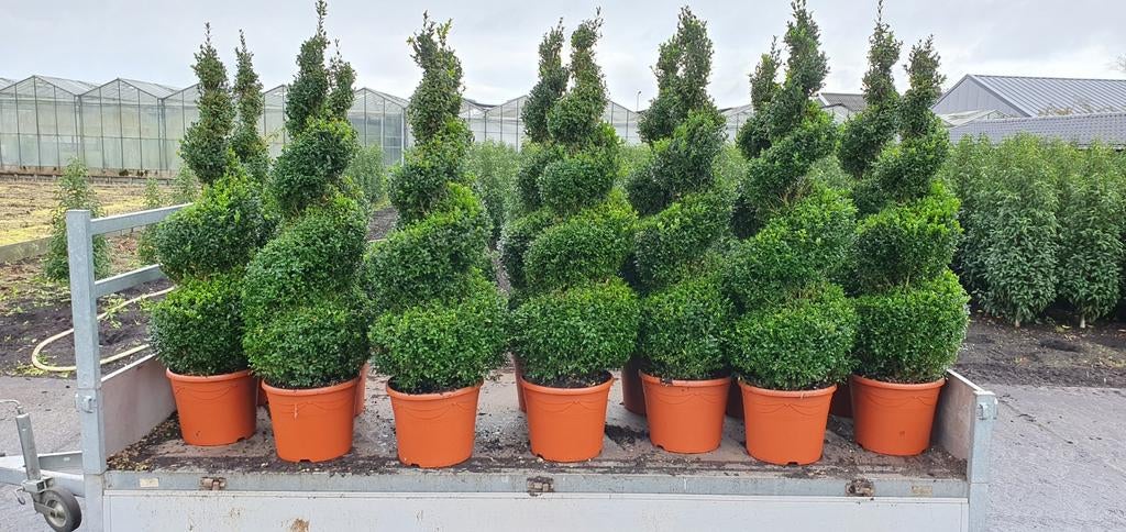 Buxus spiralen, Volle zon, Ophalen, Overige soorten, Bloeit niet