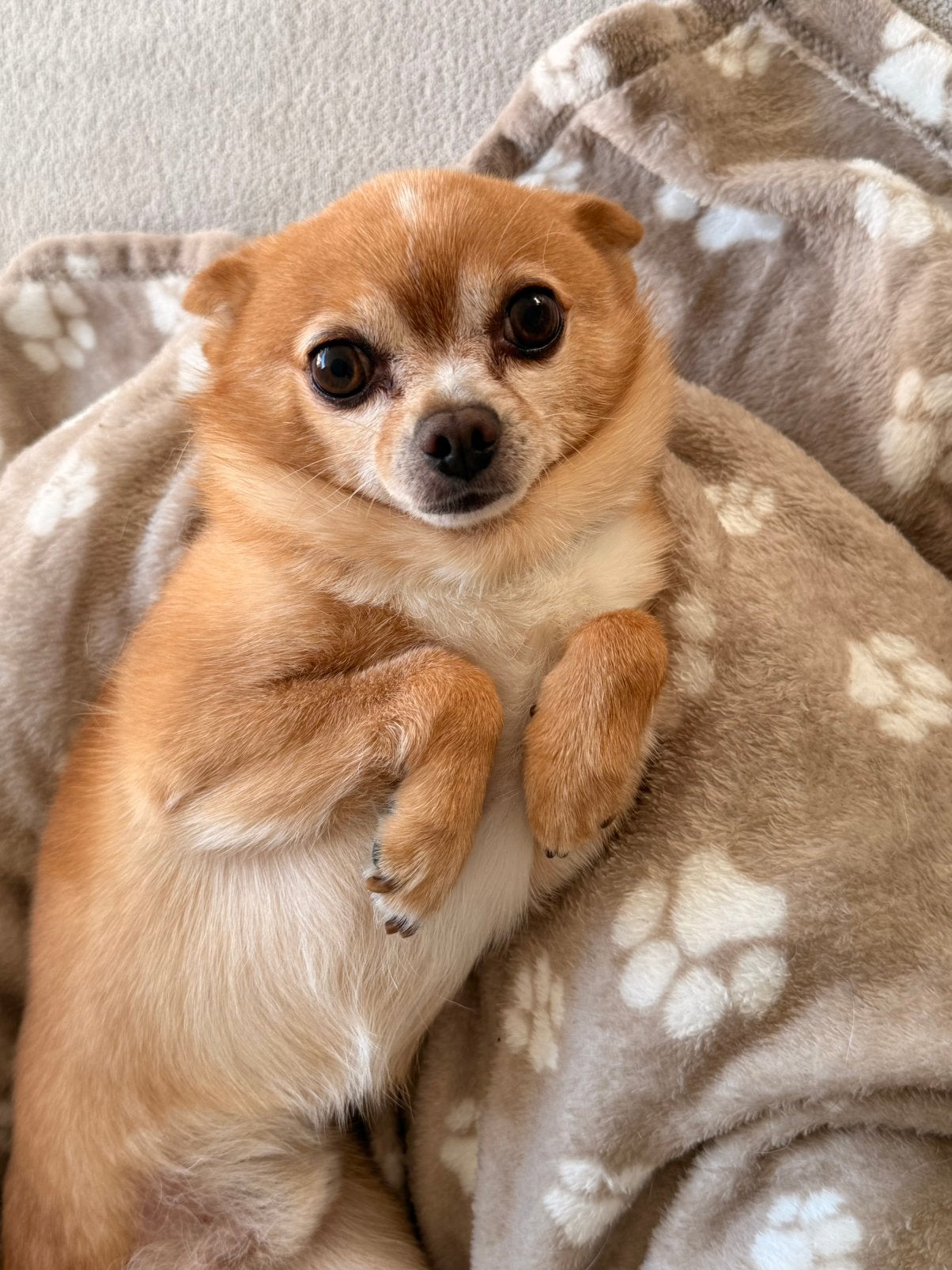 Op zoek naar een nieuw thuis voor ons lieve hondje, Dieren en Toebehoren, Honden | Chihuahua's en Gezelschapshonden, 6 jaar of ouder