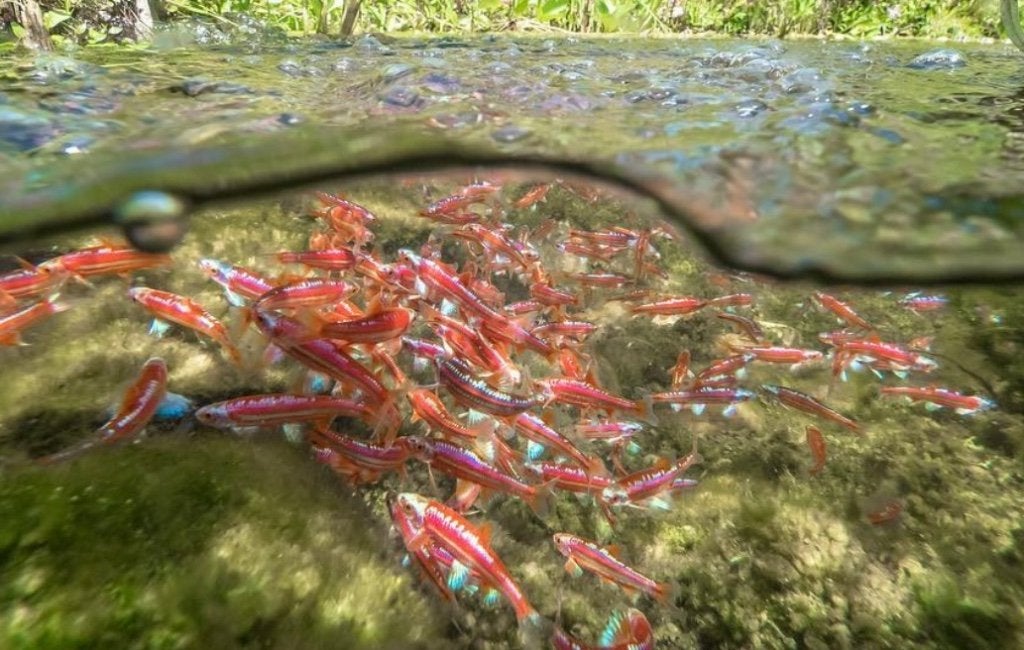 Regenboog elrits, notropis chrosomus, rainbow shiner, windes, Overige soorten
