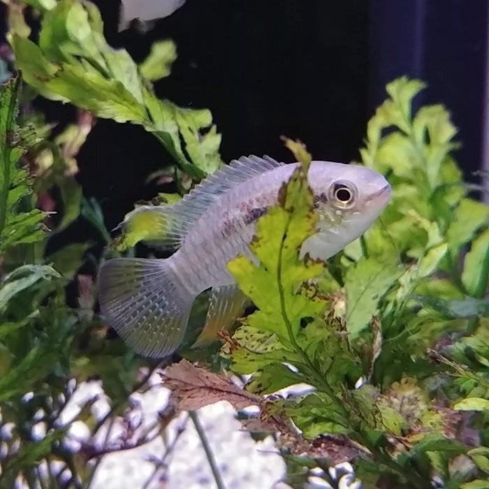 Laetacara curviceps, Vis