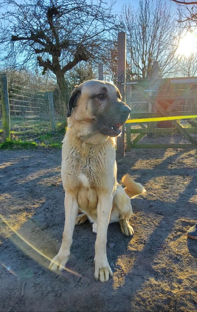 Turkse herder, Dieren en Toebehoren, Honden | Herdershonden en Veedrijvers, 6 jaar of ouder, België, Particulier, Reu