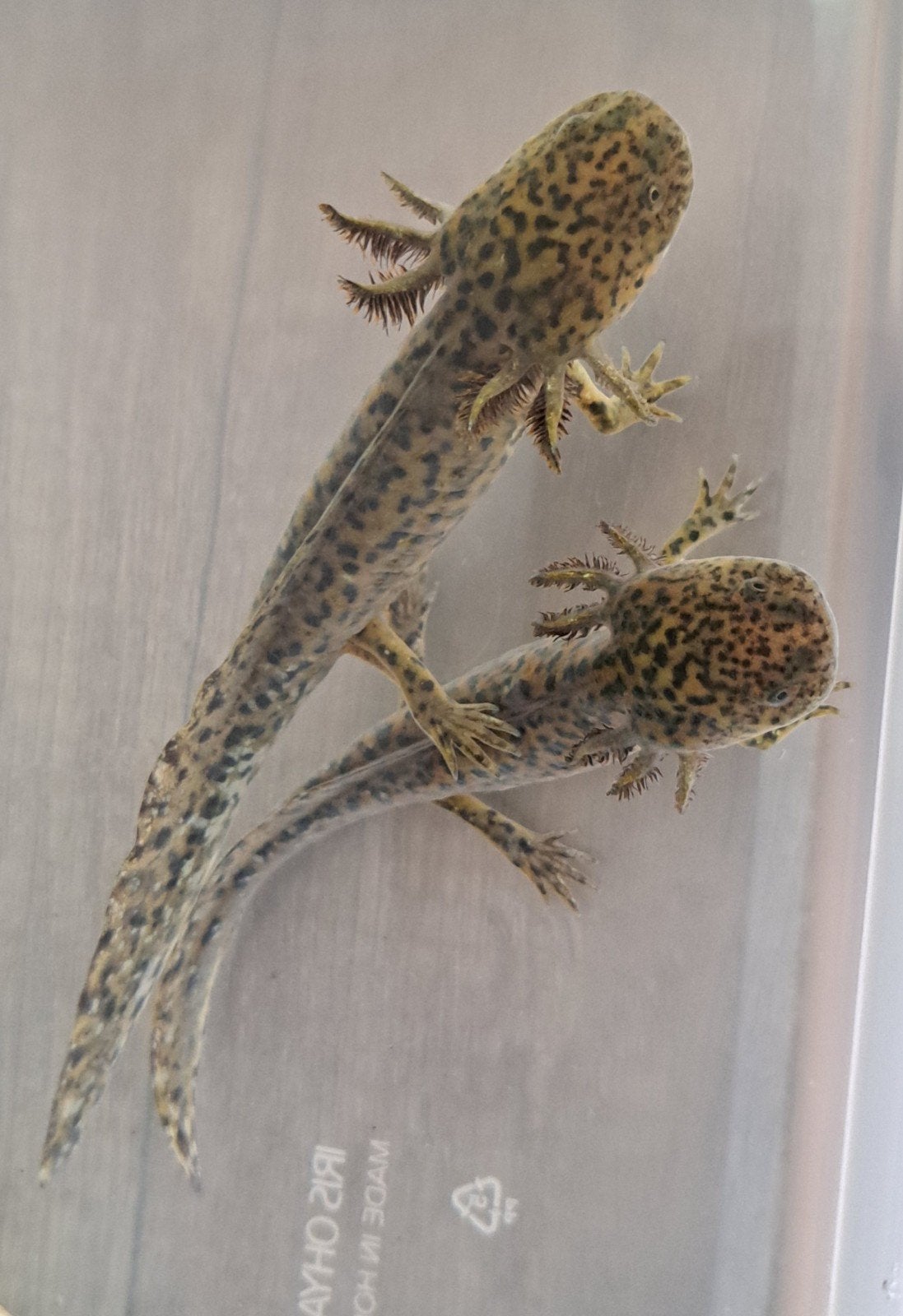 Axolotl's, Overige soorten