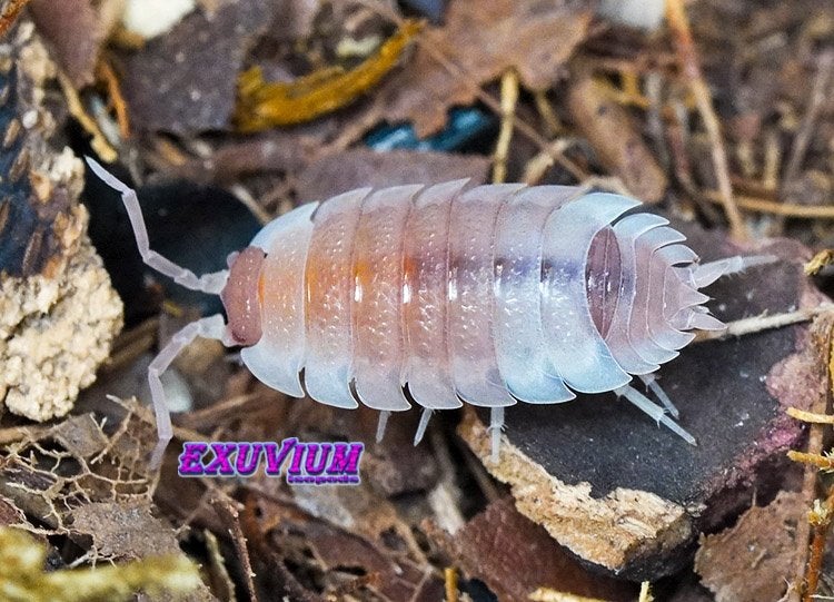 Porcellio scaber Morph Mix isopods / pissebedden, Dieren en Toebehoren, Overige soorten