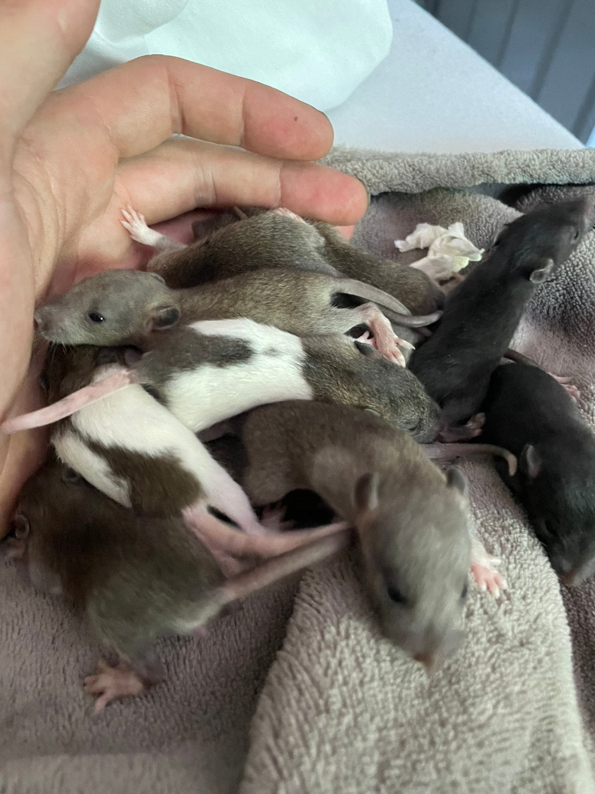 Baby ratjes, Dieren en Toebehoren, Reptielen en Amfibieën, Slang, Tam, 0 tot 2 jaar