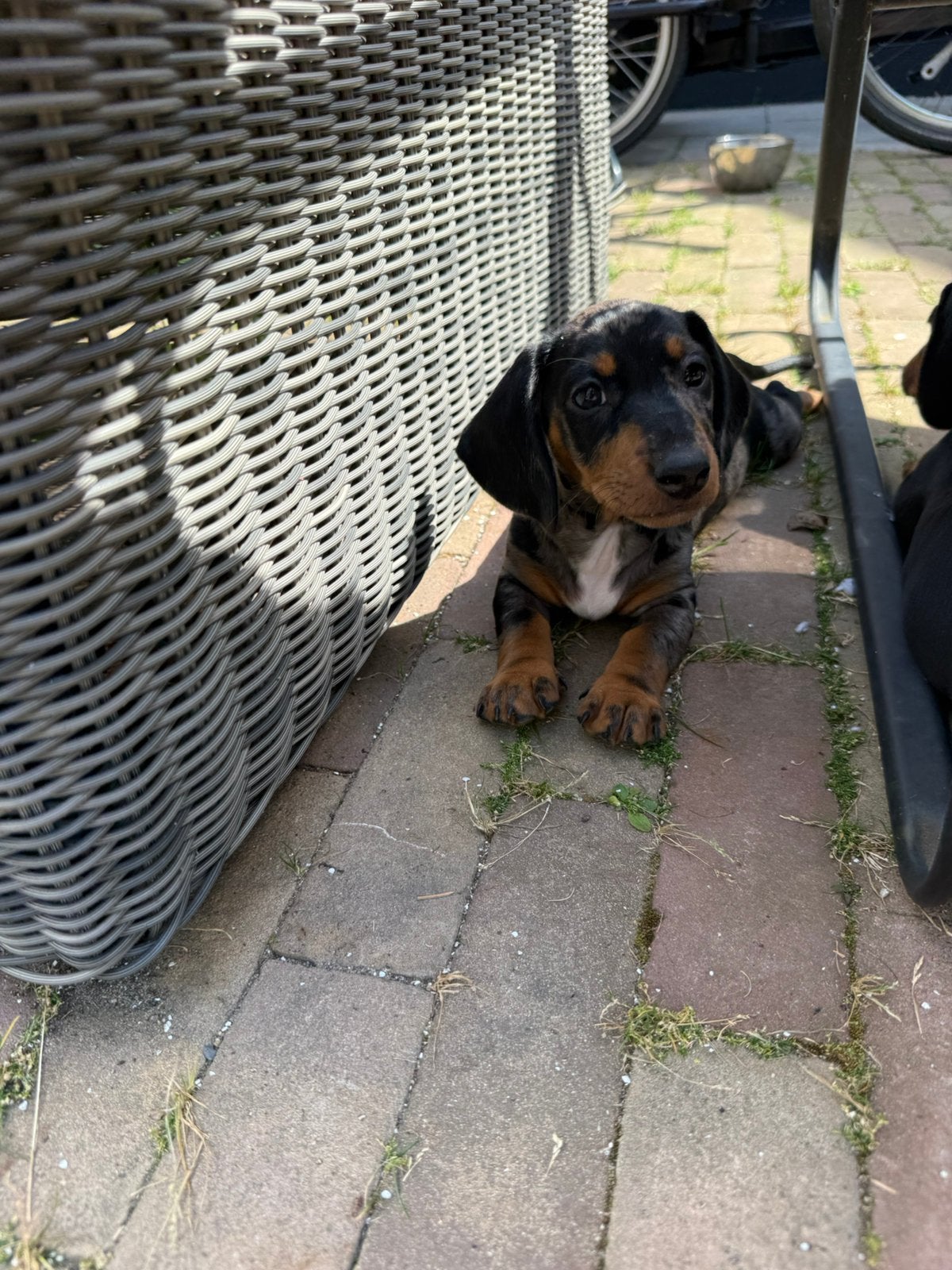 LIEVE TECKEL PUPS MOGEN HET NEST VERLATEN, Dieren en Toebehoren, Standaard, 8 tot 15 weken, Korthaar, Meerdere