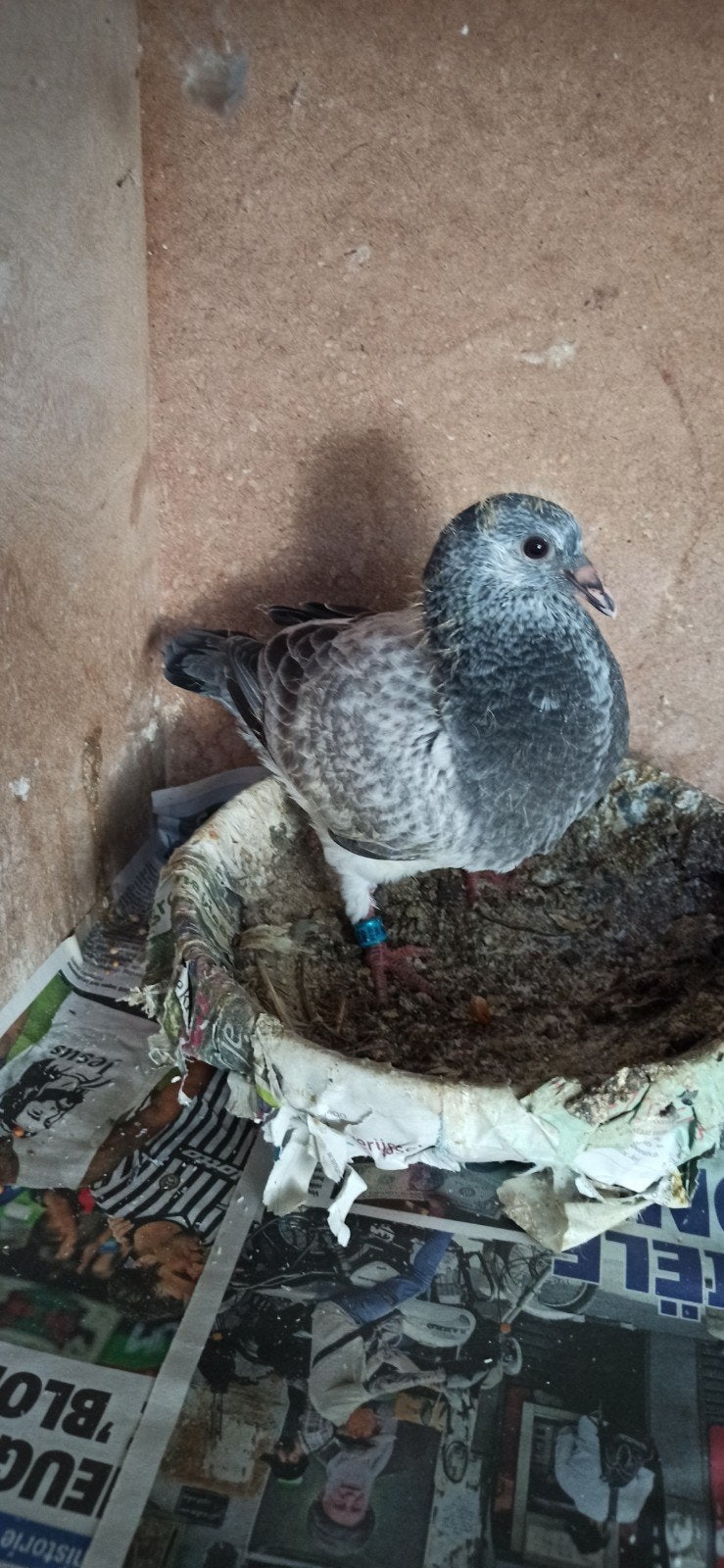 postduiven jongeduiven, Dieren en Toebehoren, Vogels | Duiven, Mannelijk, Postduif