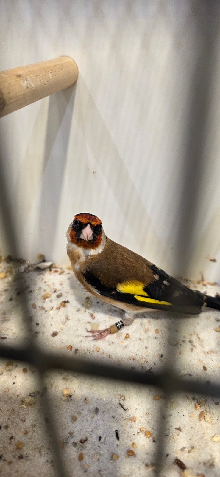 1-0 bloemputter 2025, Meerdere dieren, Wildzangvogel, Geringd