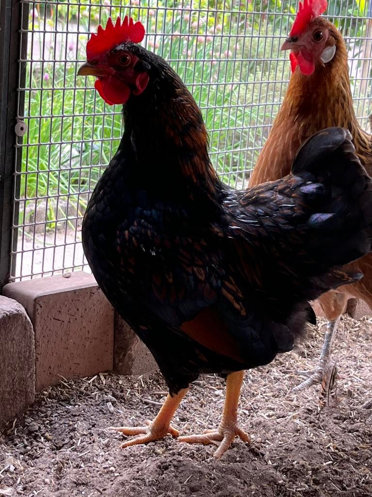 Barnevelder kriel haan, Mannelijk, Kip