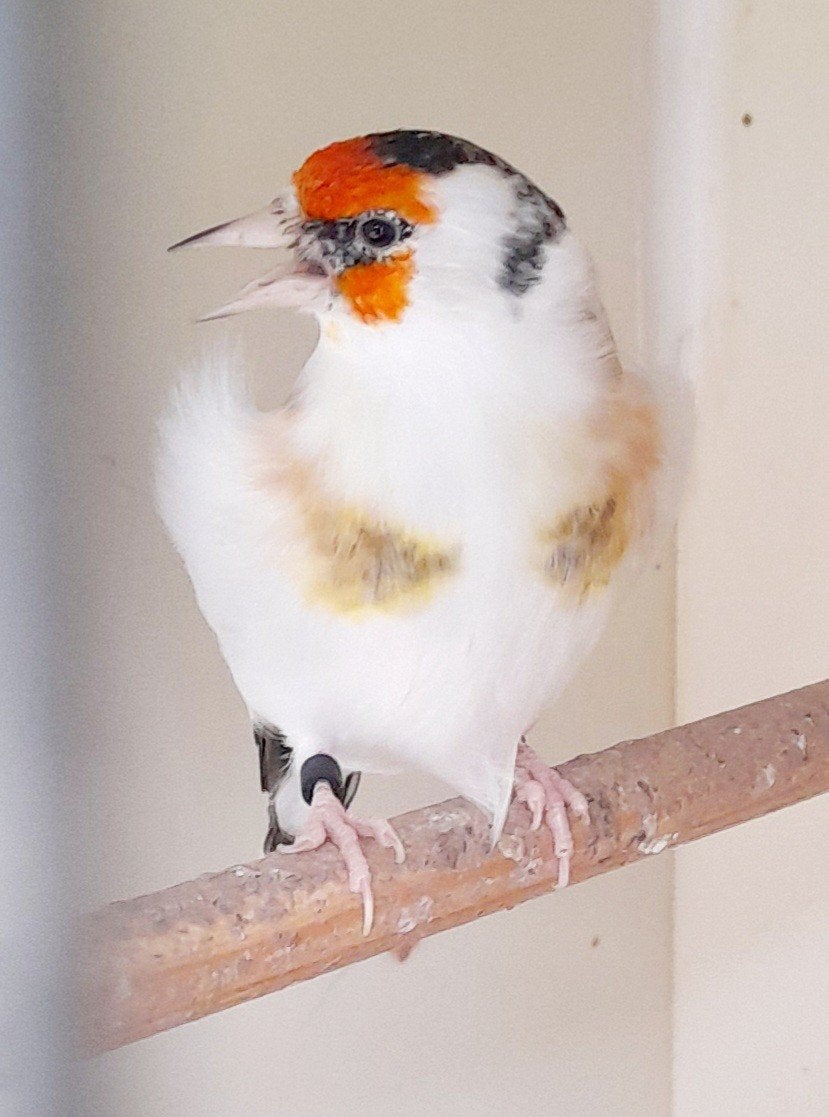 Zeer mooie major putter koppel, Dieren en Toebehoren, Vogels | Overige Vogels, Meerdere dieren, Wildzangvogel