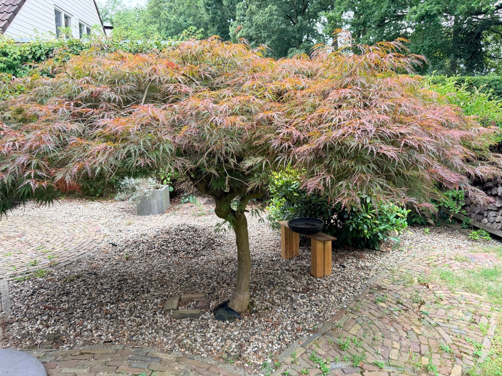 Prachtige Japanse Esdoorn (Acer Palmatum Dissectum), Bloeit niet, Overige soorten, 250 tot 400 cm, Ophalen