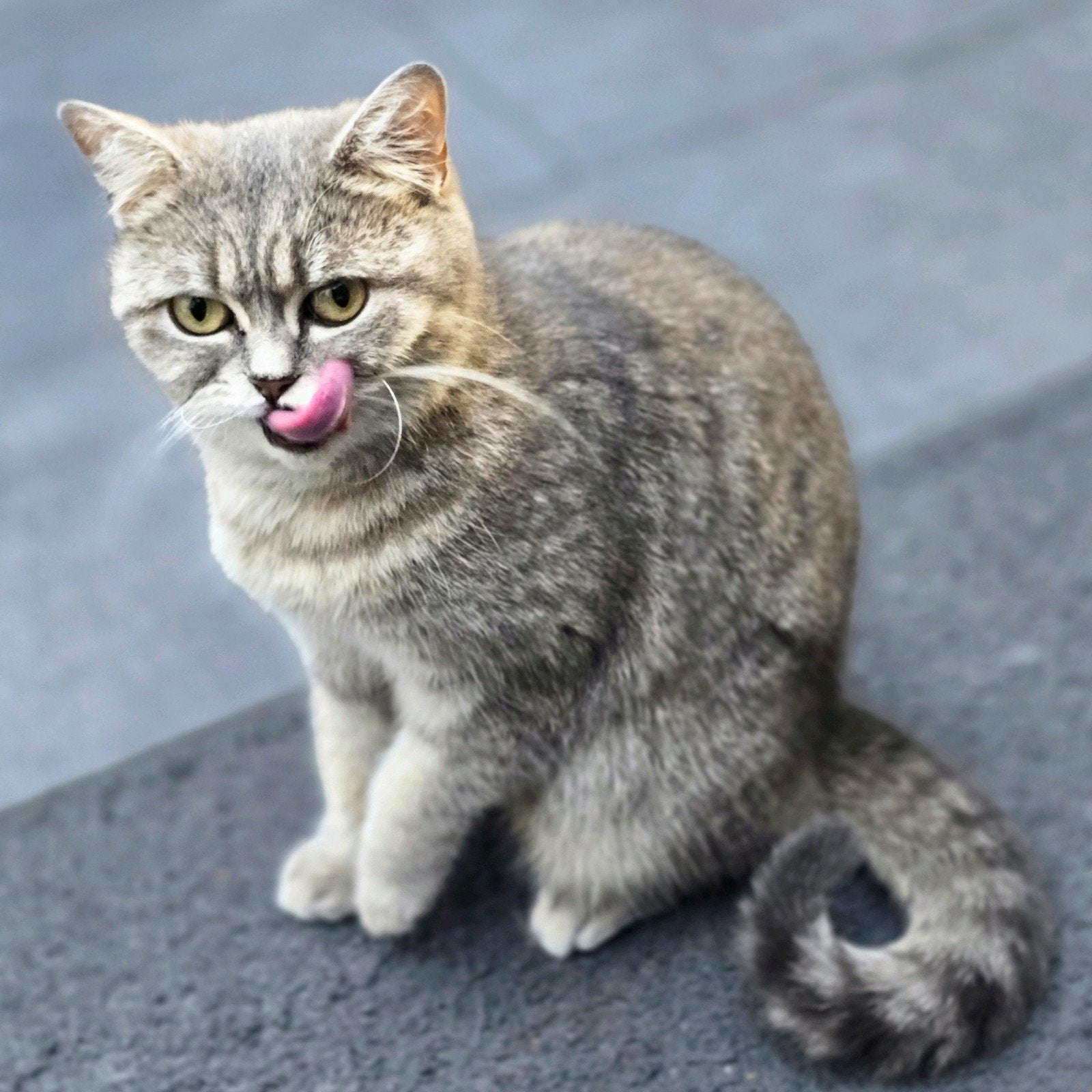 Prachtige Brits Korthaar poes – Grey Tabby, Poes, Gechipt, 3 tot 5 jaar