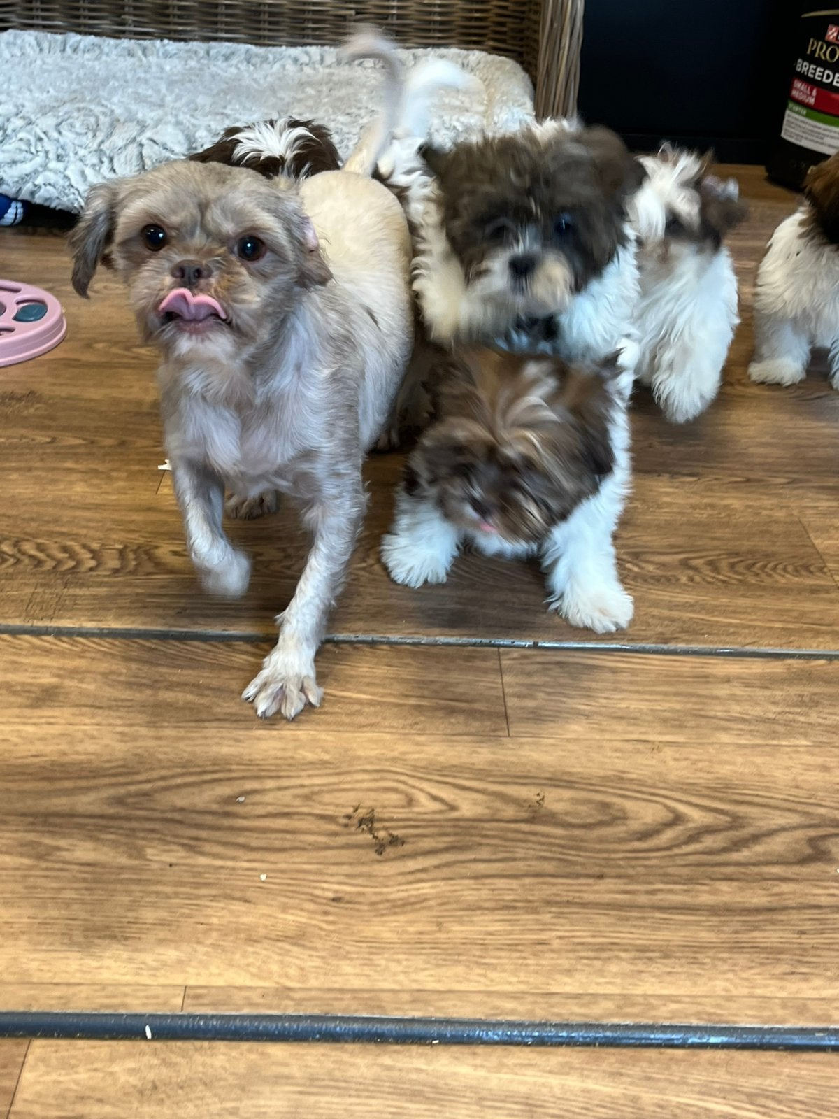 Mooie speelse boomer pup, Dieren en Toebehoren, Honden | Chihuahua's en Gezelschapshonden, Nederland, Parvo, Overige rassen, 8 tot 15 weken