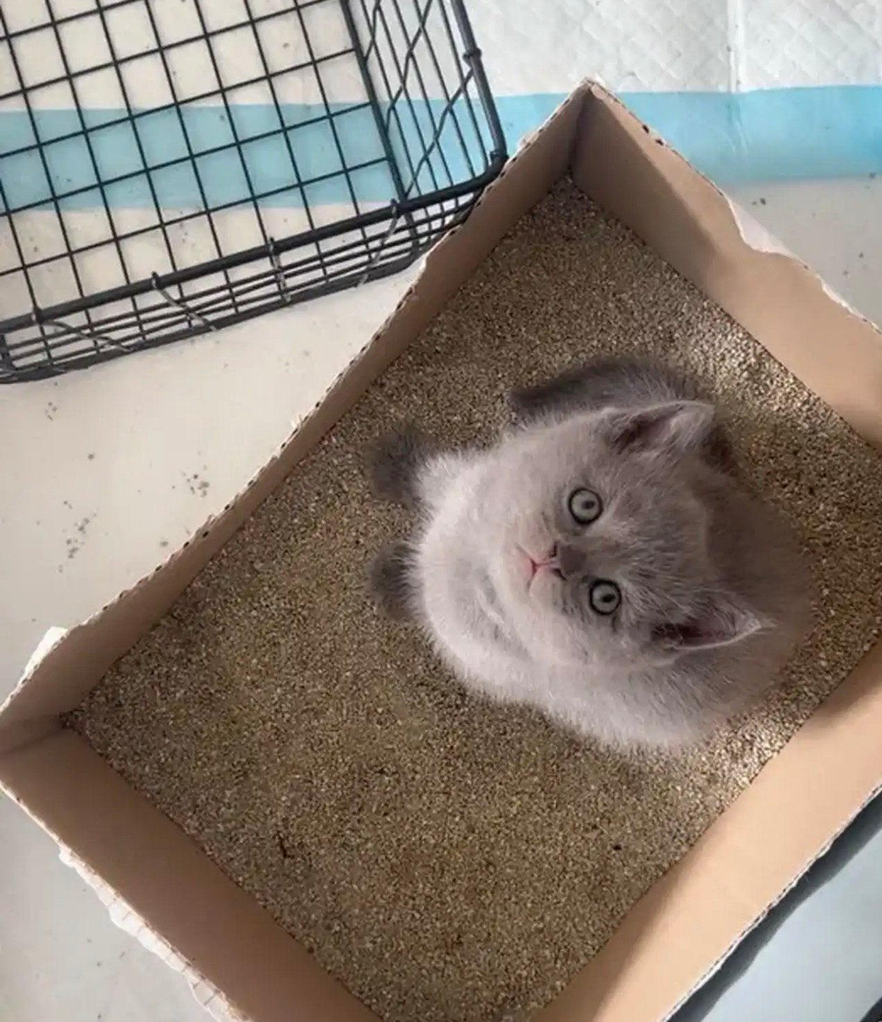 Raszuivere Britse kittens, Dieren en Toebehoren, Katten en Kittens | Raskatten | Korthaar, Meerdere dieren, Met stamboom