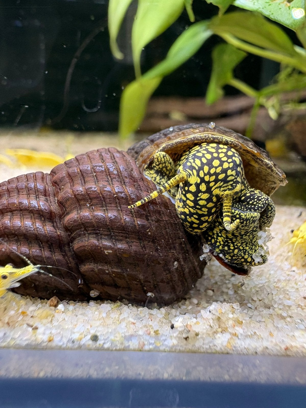 Tylomelania Yellow Spotted – Mooie Slakken, Slak of Weekdier