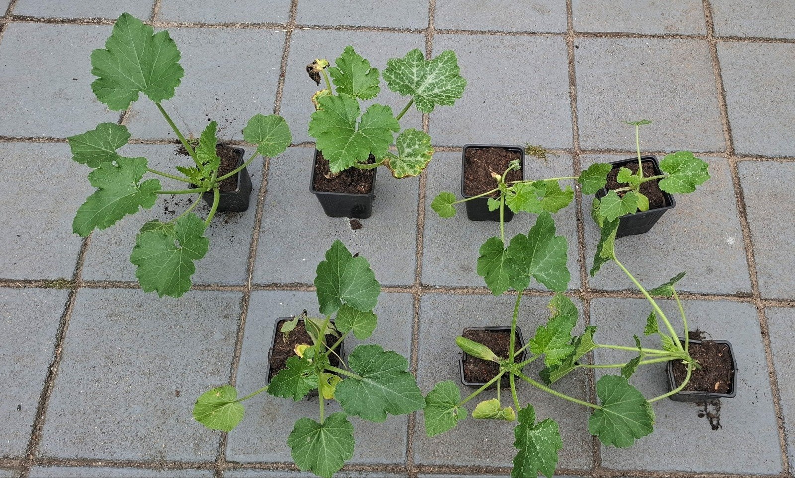 Courgette planten (m2406165264)  Planten | Tuinplanten  Marktplaats