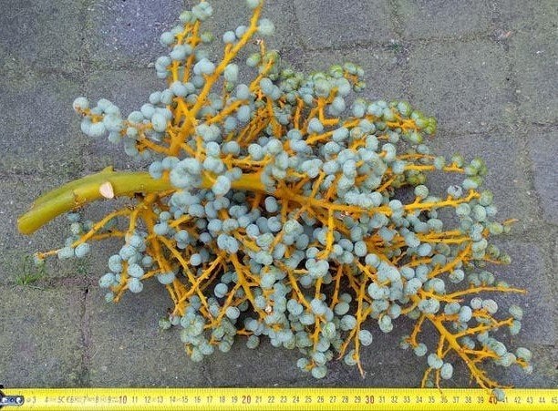 EXOTISCHE WAAIER PALM VRUCHTEN voor decoratie, Ophalen of Verzenden, Nieuw, Meerkleurig, Natuurlijk materiaal