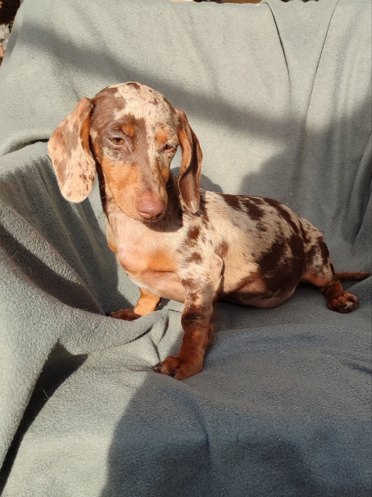 Lieve dwergteckel, korthaar, teefje, 8 tot 15 weken, Korthaar, Teef, Dwerg