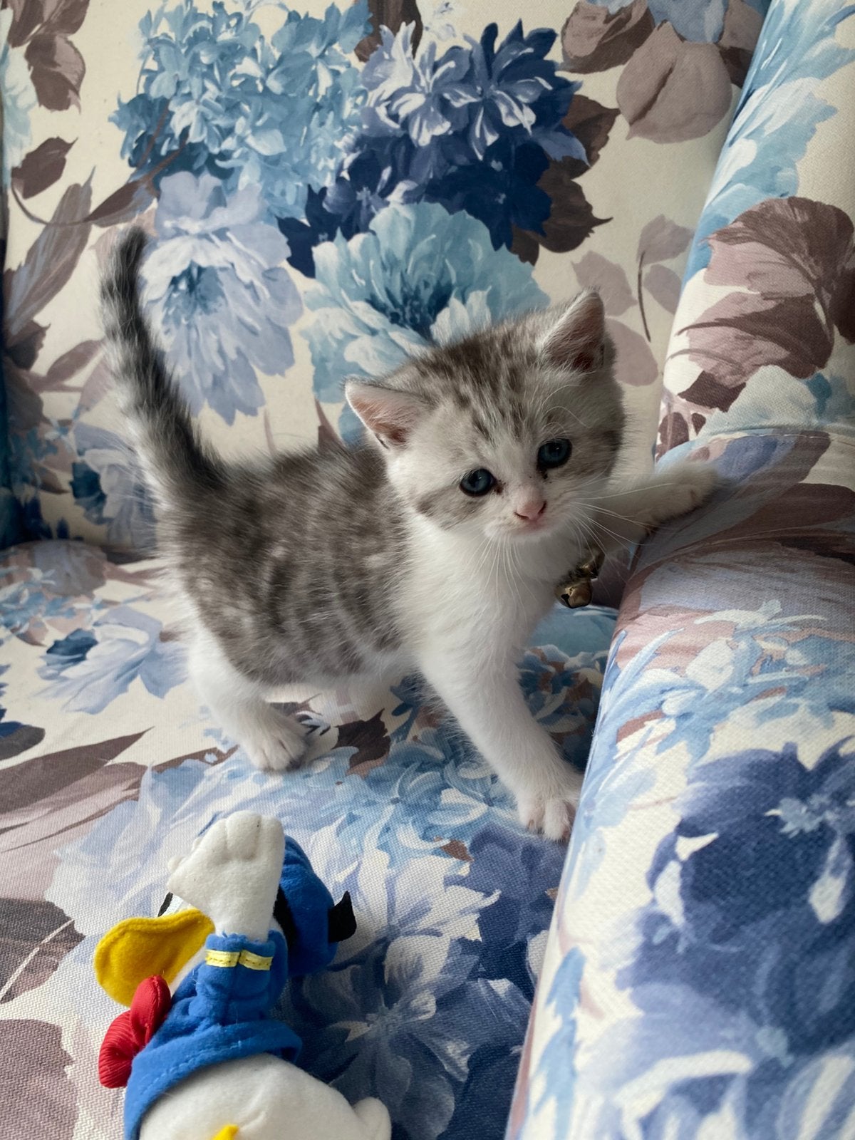 Kittens Brits korthaar, Meerdere dieren
