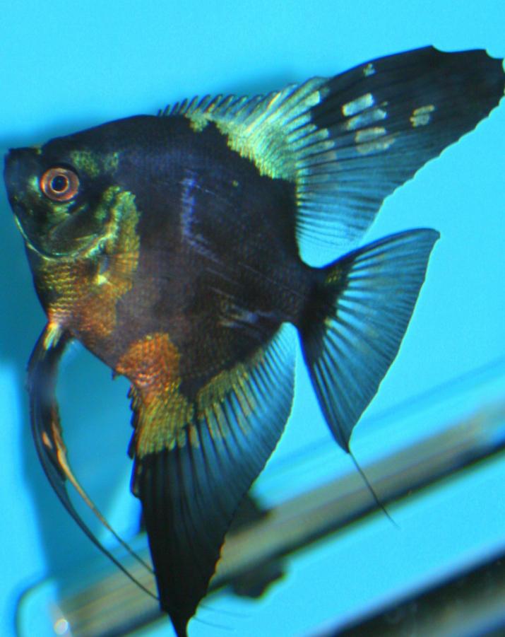 Nieuwe! Maanvis Pinoy Paraiba Black eigen hobby kweek!, Vis, Zoetwatervis, Schoolvis