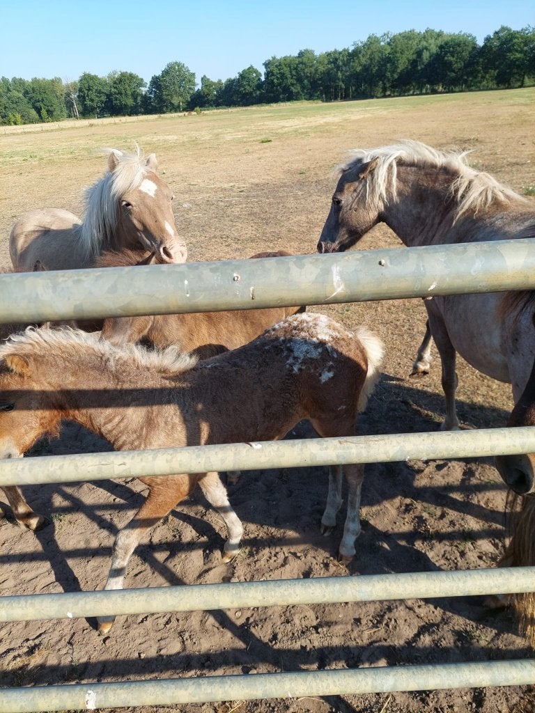 Te koop fokgroep mini curley-appaloosa paardjes, Dieren en Toebehoren, Pony's, Meerdere dieren, Met stamboom, 0 tot 2 jaar