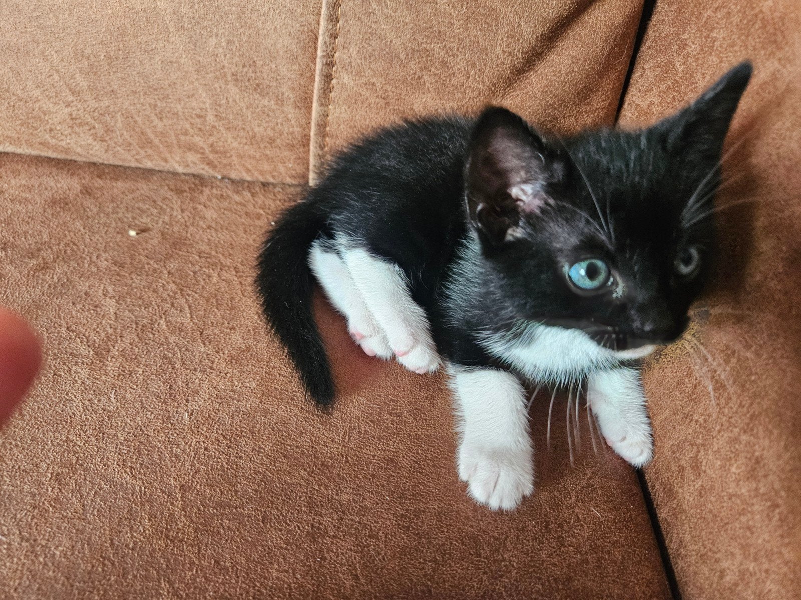 Kittens, Dieren en Toebehoren, Katten en Kittens | Overige Katten, Kater