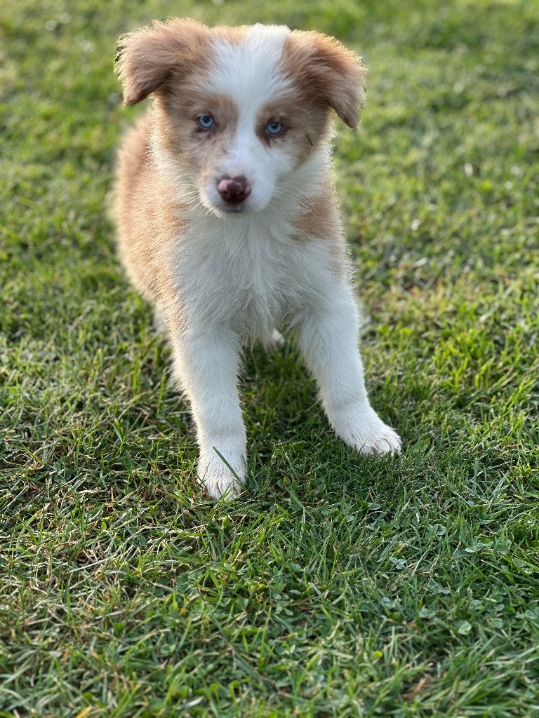 Border Collie reutjes, België, Particulier, Reu, CDV (hondenziekte)