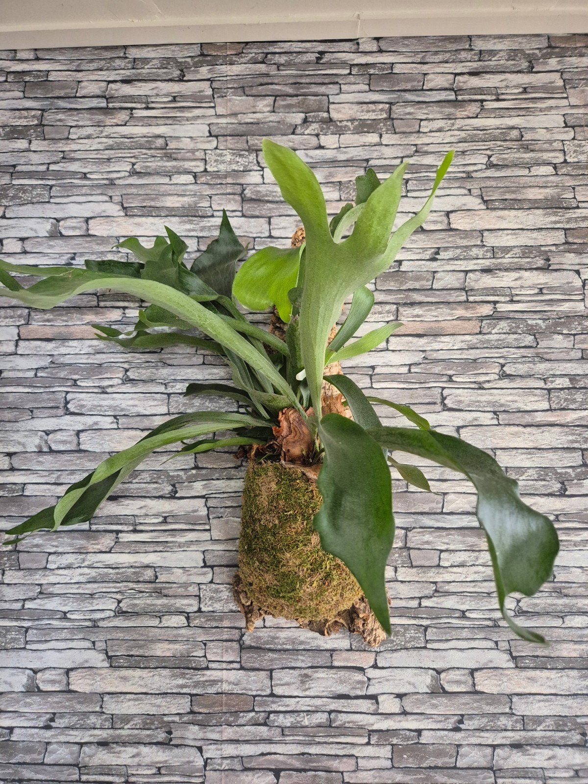 Hertshoorn op kurk, Overige soorten, Minder dan 100 cm, Groene kamerplant, Halfschaduw