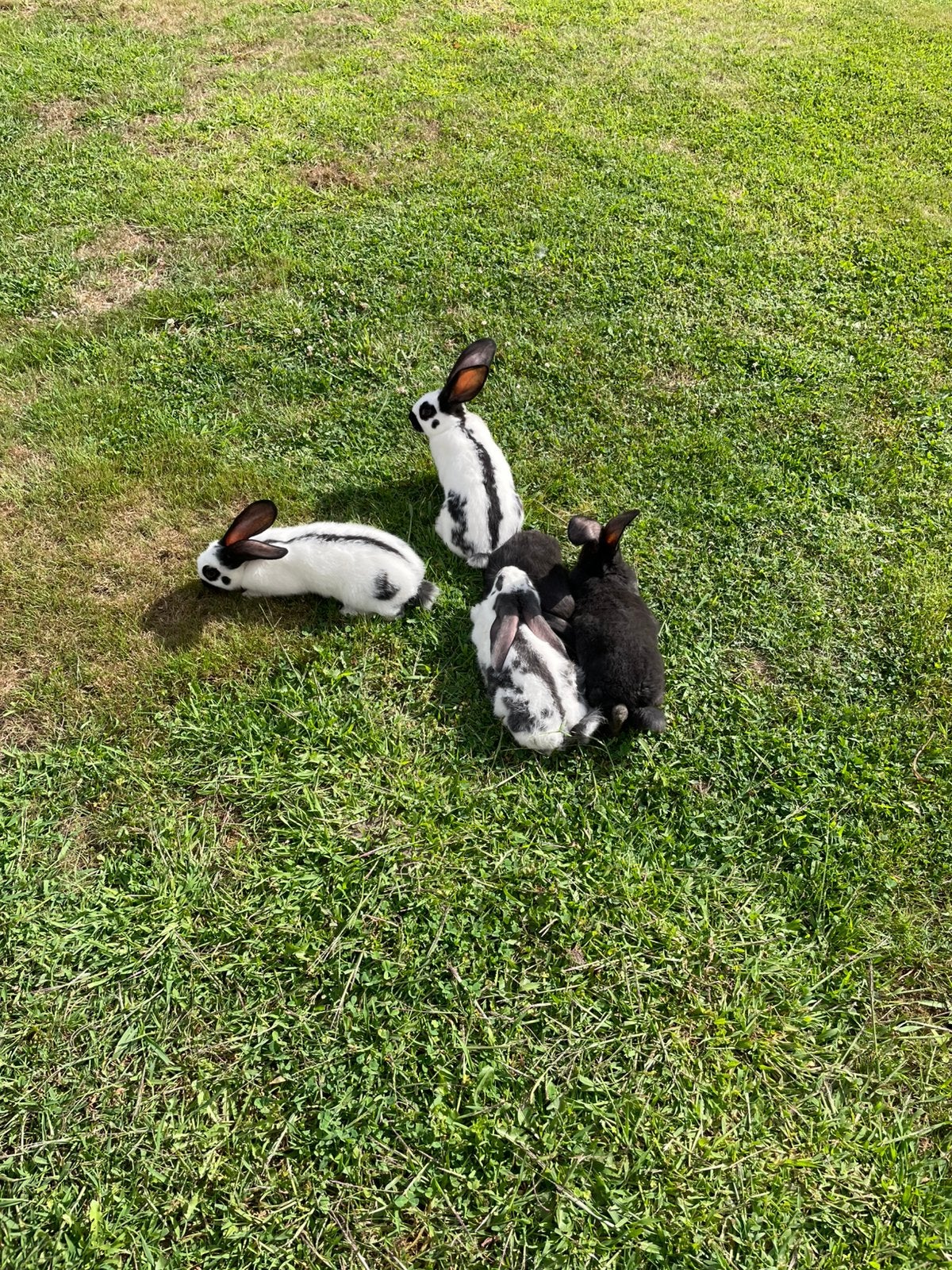 Lotharinger groot konijnen, Meerdere dieren, Groot