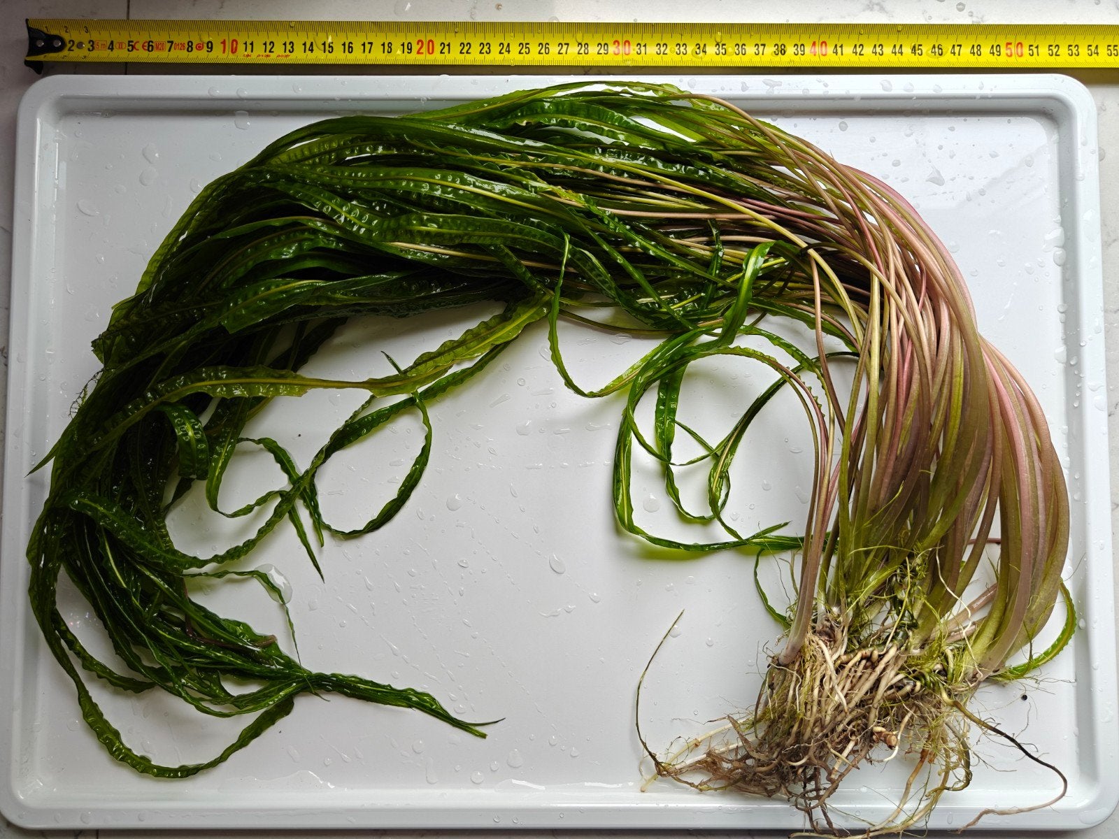Cryptocoryne spiralis Red, Ophalen of Verzenden, Nieuw, Plant(en), Steen of Hout