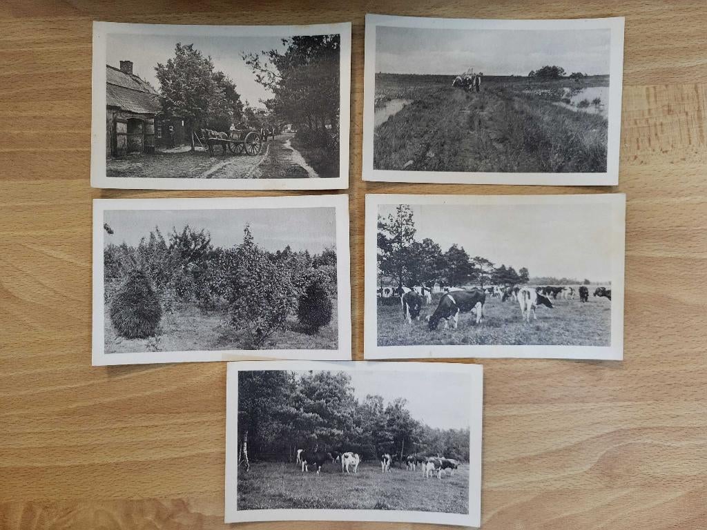 ansicht SET Ontginningen te Hilvarenbeek 5x KOEIEN, Ophalen of Verzenden, Voor 1920, Ongelopen, Noord-Brabant
