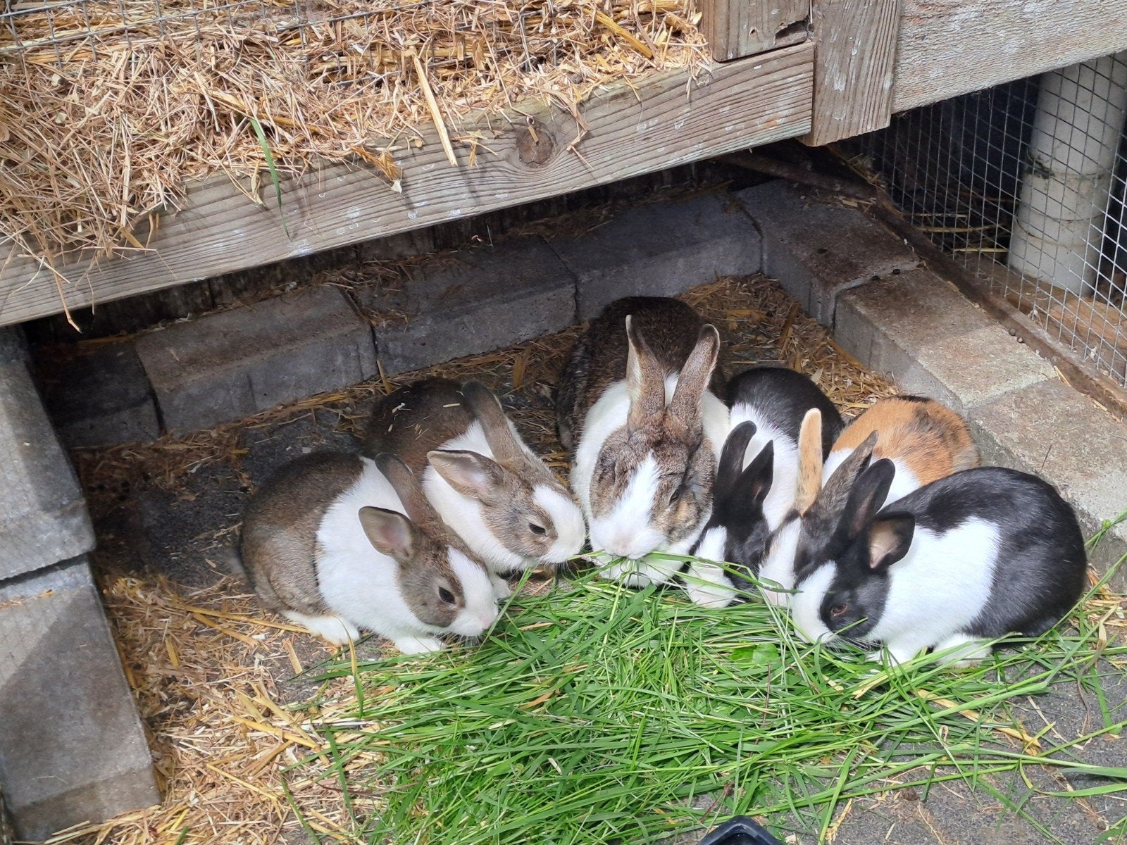 jonge Hollandertjes, Dieren en Toebehoren, Konijnen, Meerdere dieren, Middelgroot, 0 tot 2 jaar
