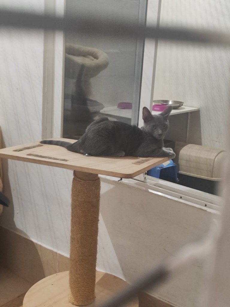 MJM Dogs Foundation: Katertje 1, Dieren en Toebehoren, Kater, Kortharig, 0 tot 2 jaar