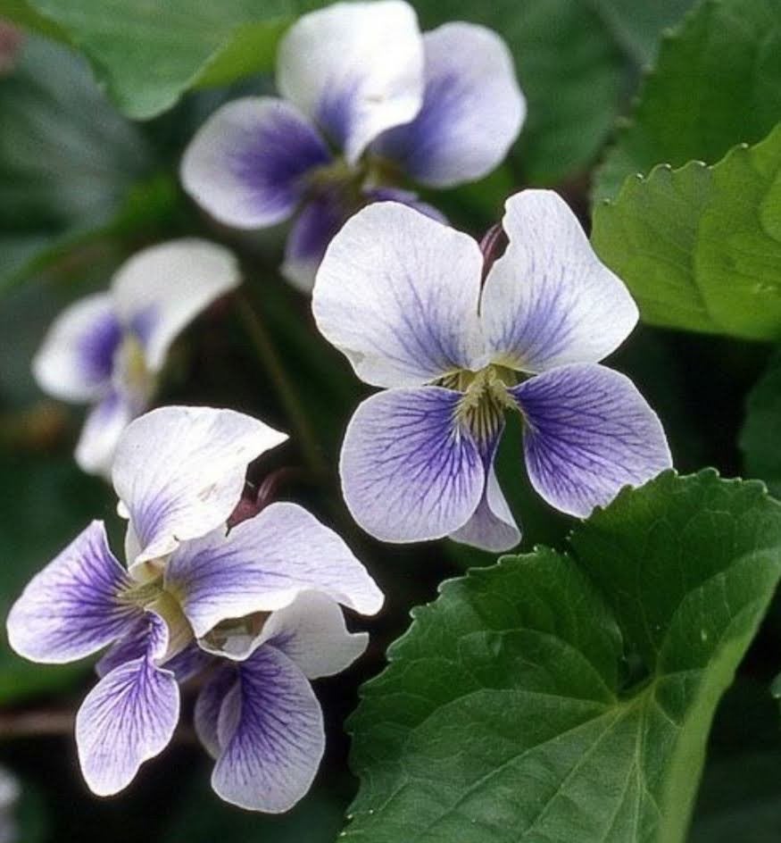 Vaste Violen - Charmante Bodembedekkers voor uw Tuin, Ophalen, Bodembedekkers, Vaste plant, Halfschaduw