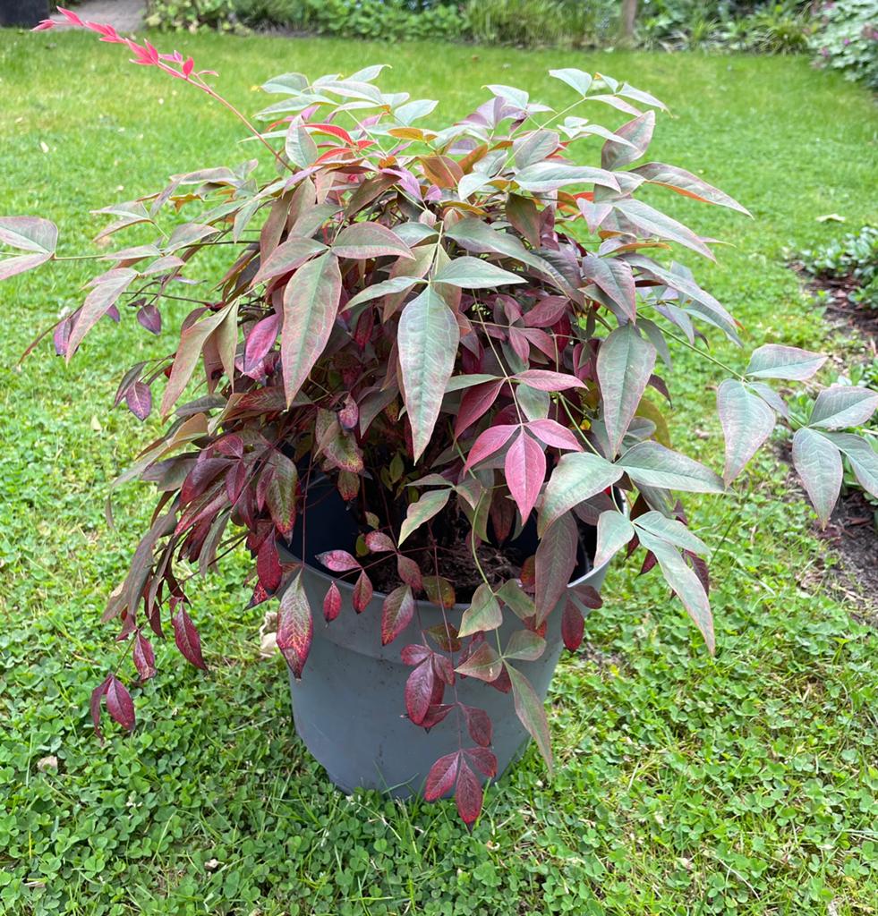 Hemelse bamboe, Tuin en Terras, Planten | Tuinplanten, Ophalen, Bloeit niet, Overige soorten, Halfschaduw