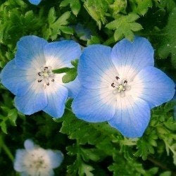 Zaden Nemophila, Verzenden, Volle zon