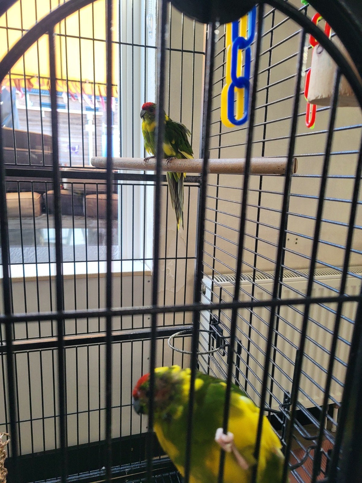 2 mooie kakariki vogels, Meerdere dieren