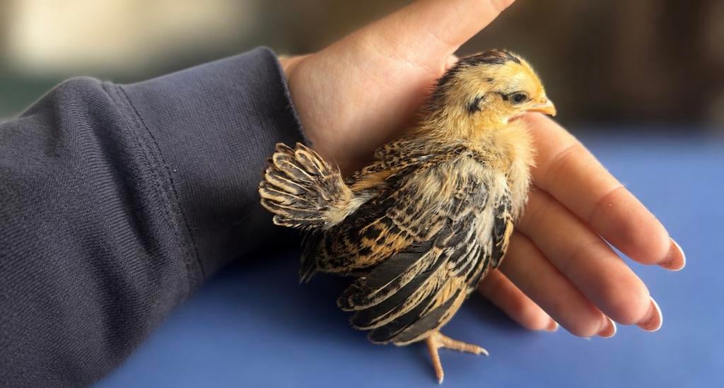 Serama kuikens  (3390 België), Dieren en Toebehoren, Geslacht onbekend, Kip