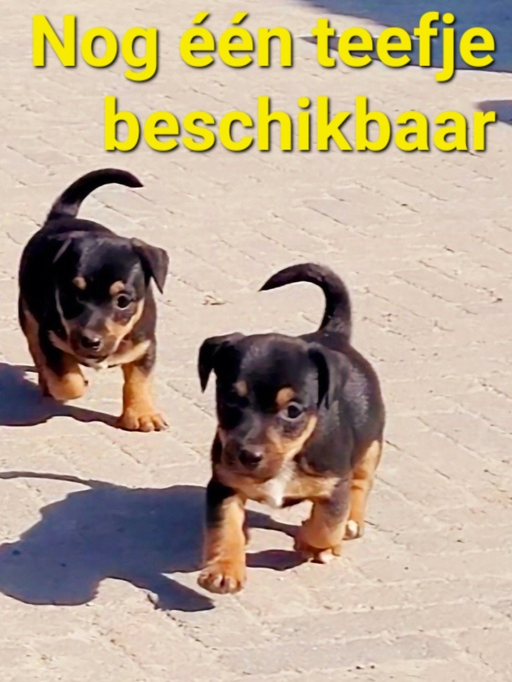 Black & Tan Jack Russell / Russel pups, Dieren en Toebehoren, Jack Russell Terriër, 8 tot 15 weken, Teef, Meerdere