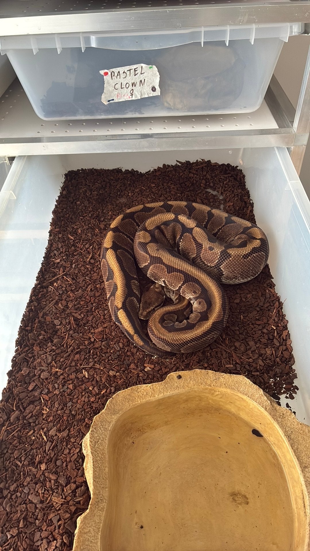 Ball python regius Ball Python photo 3