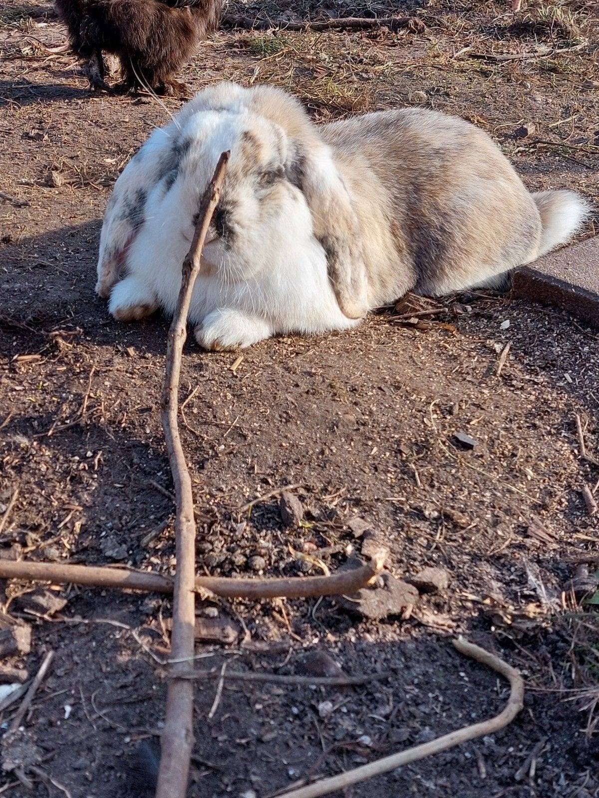 franse hangoor, Dieren en Toebehoren, Konijnen, Mannelijk, Groot, Hangoor, 3 tot 5 jaar