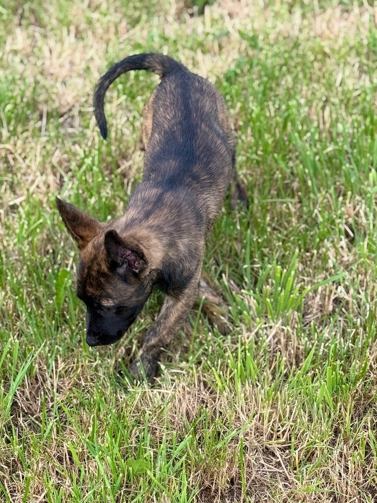 Mechelse herder x Hollandse herder teefje (gestroomd), Dieren en Toebehoren, Honden | Herdershonden en Veedrijvers, Parvo, 8 tot 15 weken