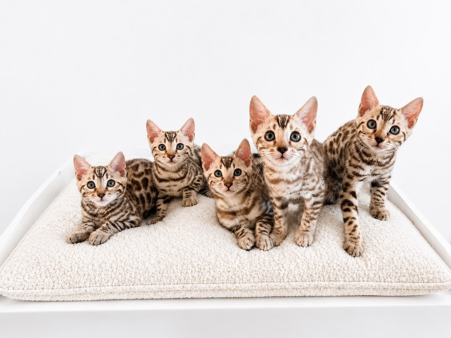 Bengaal kittens met stamboom, Kater, Met stamboom