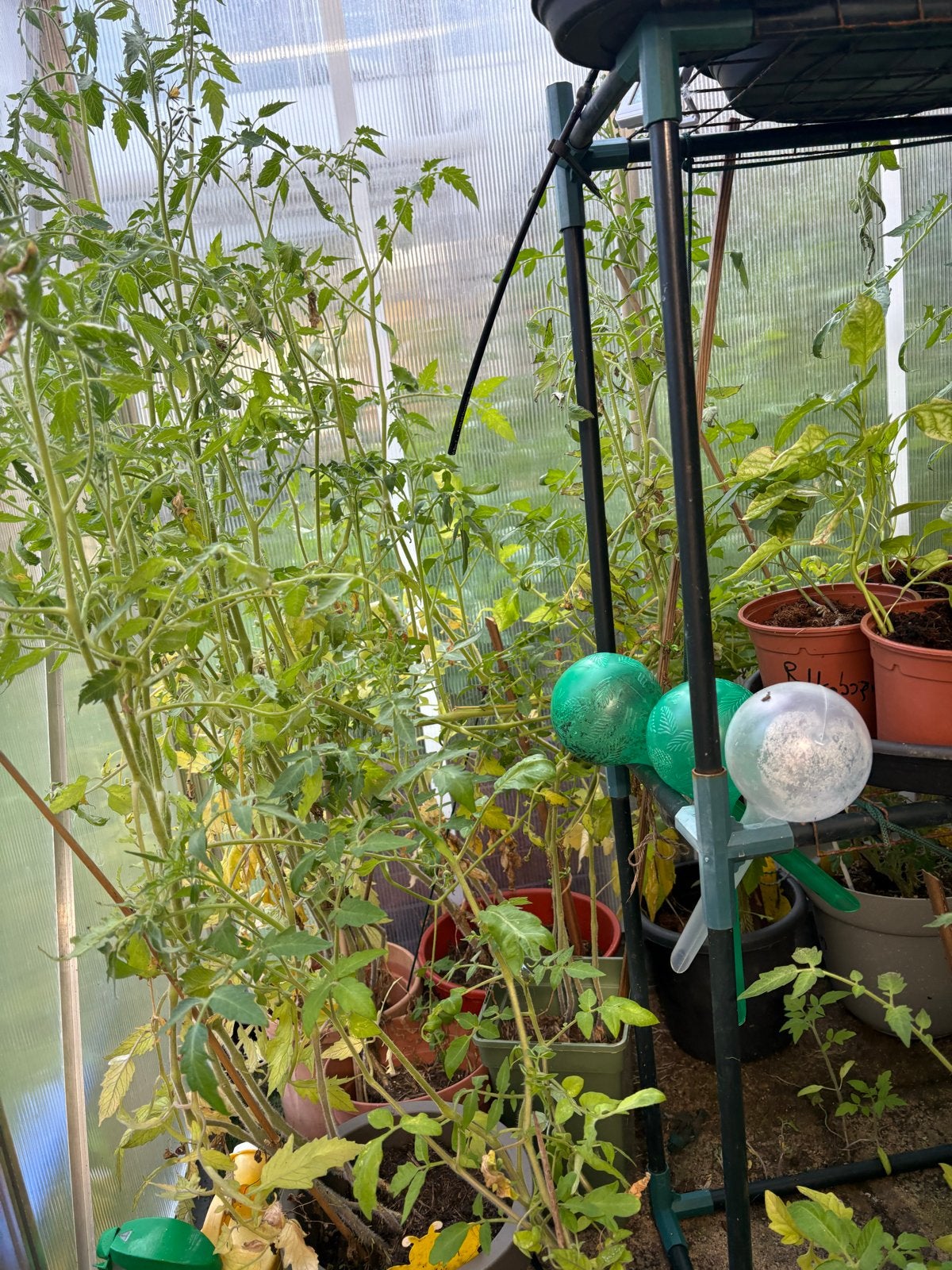 Tomatenplantjes - 70cm hoog, klaar voor de oogst!, Tuin en Terras, Ophalen, Volle zon, Groenteplanten, Eenjarig