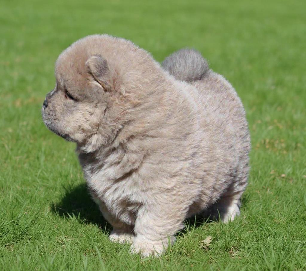 Chow Chow pup Teefje, Parvo, Overige rassen, 8 tot 15 weken, Meerdere