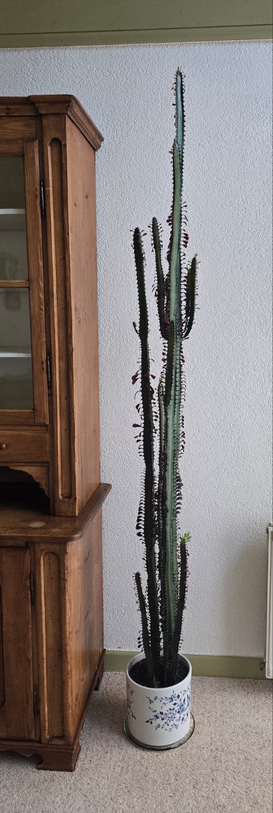 Grote Cactus 222 cm hoog inclusief pot (m2407828568)  Kamerplanten   Marktplaats