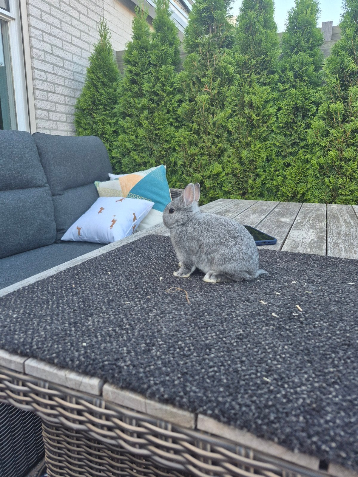 super lieve tamme  baby dwerg konijntjes, Dieren en Toebehoren, Konijnen, Mannelijk, Dwerg