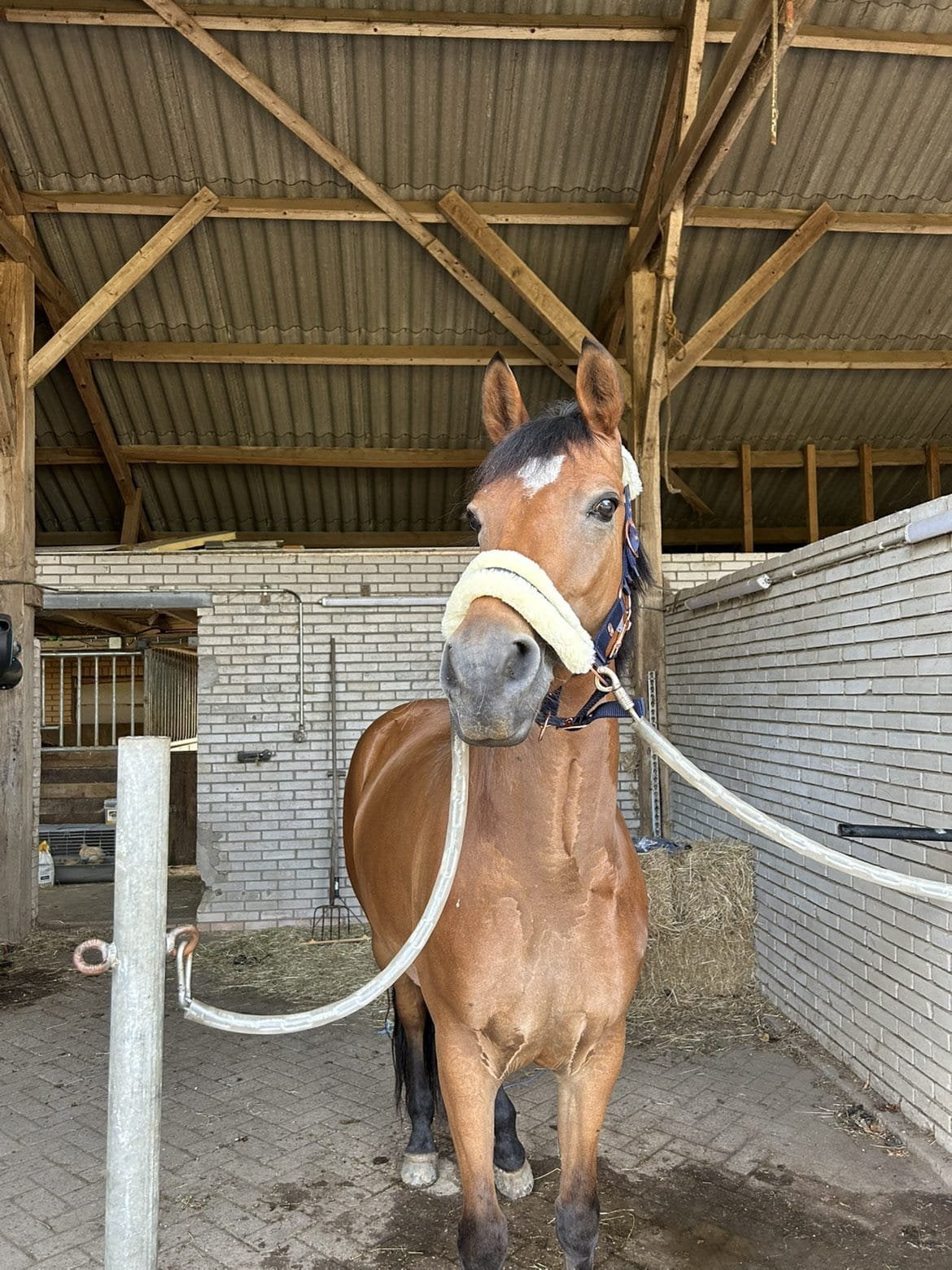 Fotogenieke allrounder E pony te koop!, Dieren en Toebehoren, Paarden, Springpaard, Minder dan 160 cm, Zadelmak, 7 tot 10 jaar