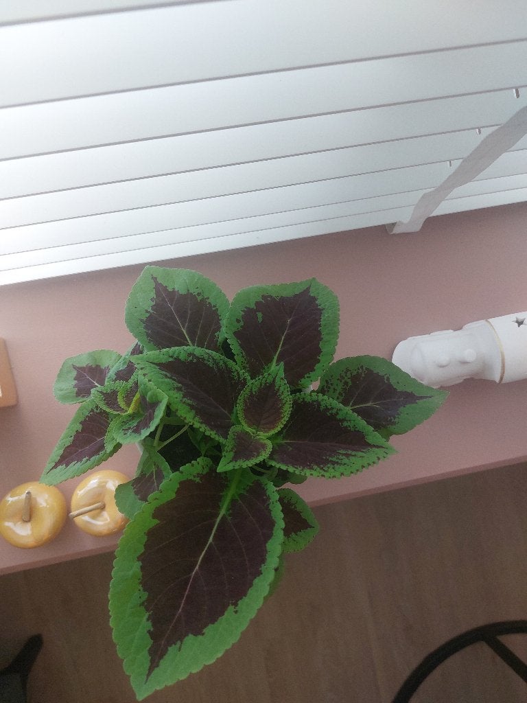 Coleus stekjes, Overige soorten, Ophalen of Verzenden, Minder dan 100 cm, Volle zon